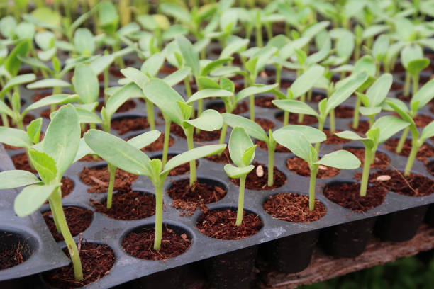 Healthy seedlings grown from seeds in nursery trays, showing early-stage plant growth suited for local climate and resilient container gardening
