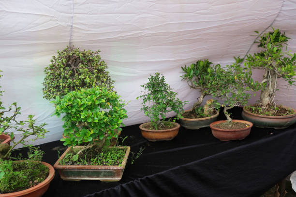 Assorted potted plants arranged indoors, showing how container plants lose heat quickly in winter and need protection from cold temperatures and seasonal stress.