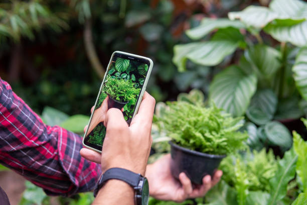 Person photographing a small potted plant at a nursery, illustrating how social media plant trends influence buying decisions in balcony and container gardening.