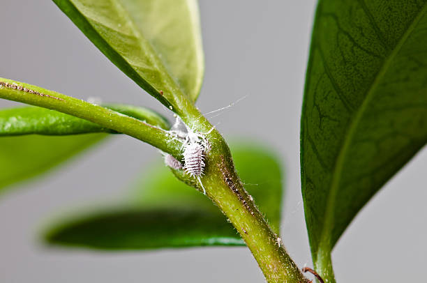 Close-up of mealybugs on a plant stem showing early pest infestation signs that require immediate treatment to prevent severe damage in container plants