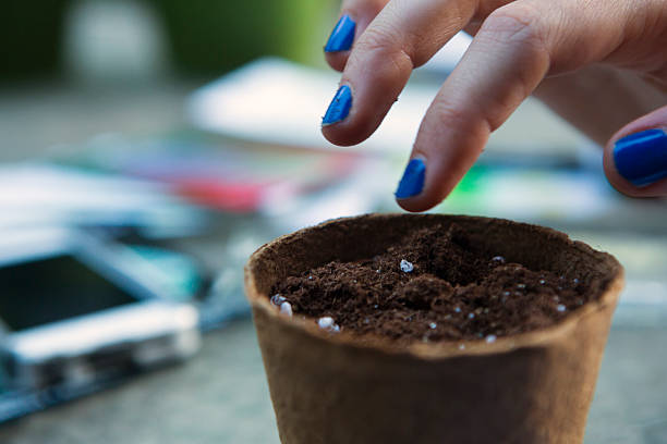 Testing soil moisture in a container pot during humid weather to avoid overwatering and root rot in plants
