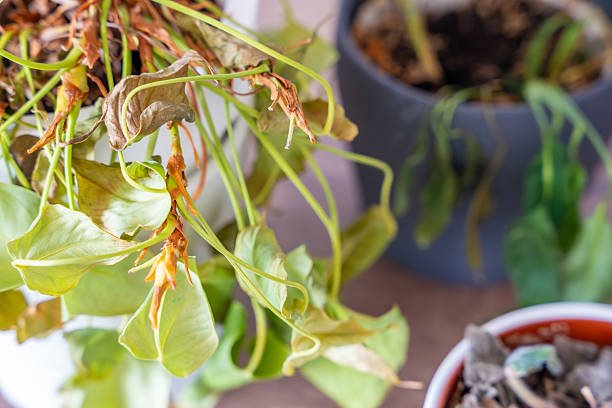 Over-fertilized and nutrient-deficient potted plant showing wilted, burnt, and yellowing leaves—common winter signs of fertilizer imbalance in balcony plants.