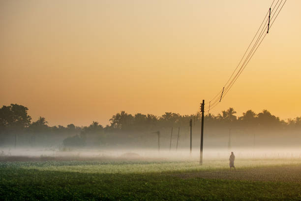 Foggy winter morning over Indian farmland with low temperatures and cold winds, showing how frost and chilly air affect plants during winter in India.