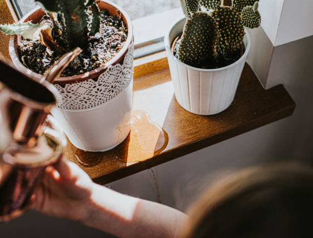 Water draining from an indoor potted plant placed on a windowsill, showing the impact of drainage, pot weight, and placement on plant health.