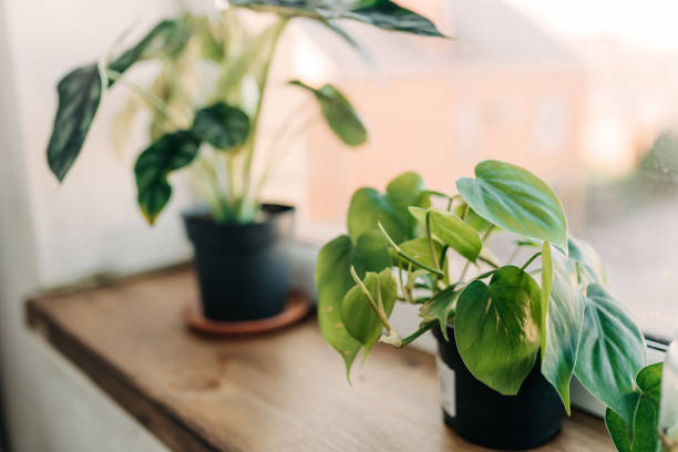 Potted houseplants near a window showing how sunlight and indoor heat can stress roots in container plants