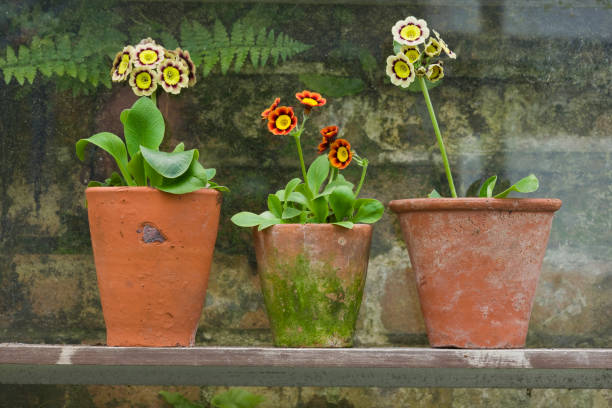 Terracotta pots with flowering plants showing how containers act as a living system, affecting root health, airflow, moisture, and plant growth.