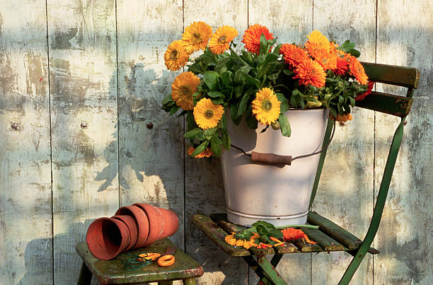 Potted flowering plants placed in partial sunlight, showing how container plant exposure can differ from common beginner sunlight assumptions