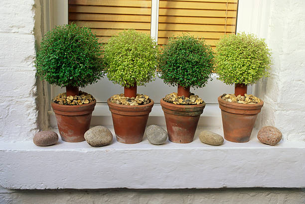 Identical plants grown in terracotta pots of the same size, showing how pot size, shape, and depth influence root space and controlled plant growth.