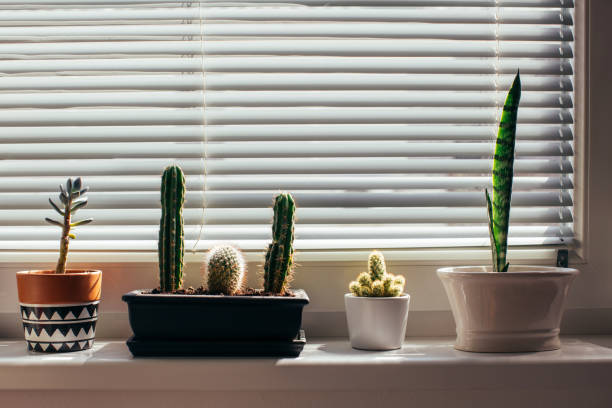 Indoor plants in different pot materials placed near a window, showing how heat, moisture, and container material affect plant health and soil drying.