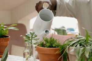 A gardener watering potted plants indoors, showing how container watering requires balance to avoid root stress and overwatering