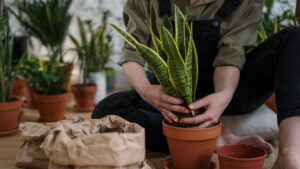 A gardener gently placing a snake plant into a terracotta pot, illustrating consistent container plant care routines over heavy effort.