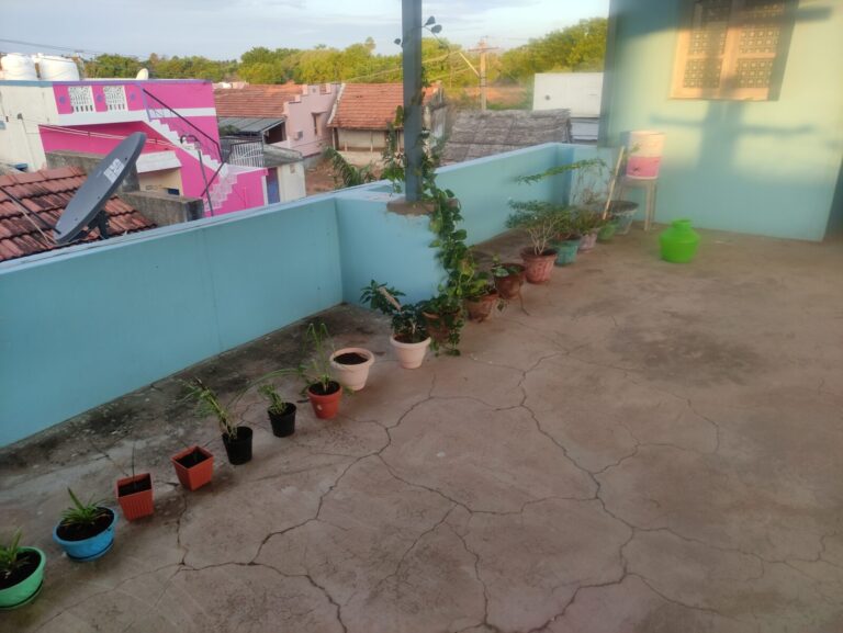 errace container garden showing plant placement based on sunlight direction, airflow, and local climate conditions rather than plant trends