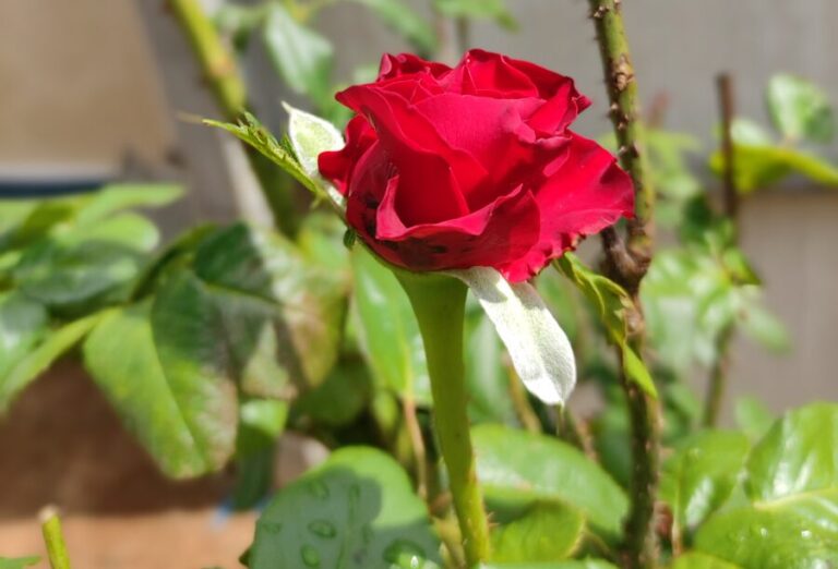 Rose plant in a container showing upright growth habit and limited spread, highlighting how mature growth patterns matter more than sapling size in pots