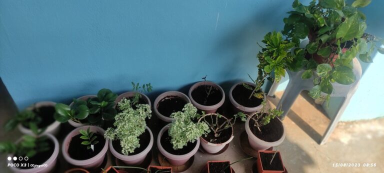 Clustered container plants placed tightly against a wall in a still corner, showing poor airflow and overcrowding that can lead to hidden pests and plant stress