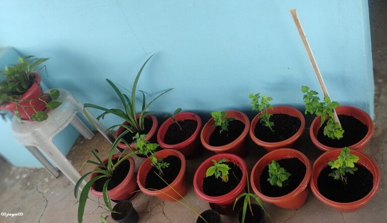 Beginner container garden setup with multiple small pots arranged on a terrace, showing early-stage plant growth and a practical starting point for learning container gardening step by step.