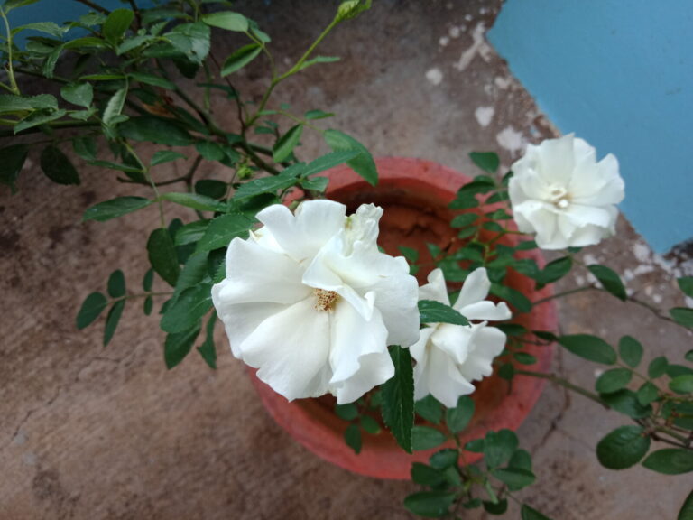 A flowering rose plant growing in a terracotta pot, showing a simple example of container gardening using soil, proper pot size, and basic care in a home garden.
