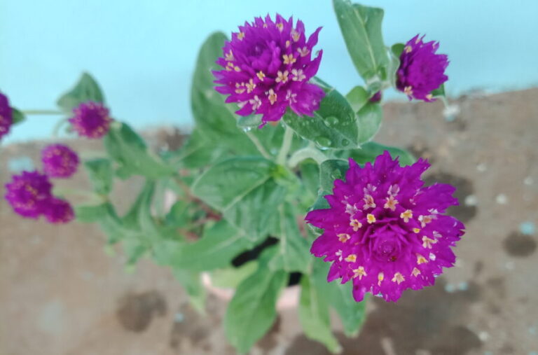 Healthy flowering container plant placed with enough spacing for plant movement, airflow, and easy access for observation and regular care in a terrace garden