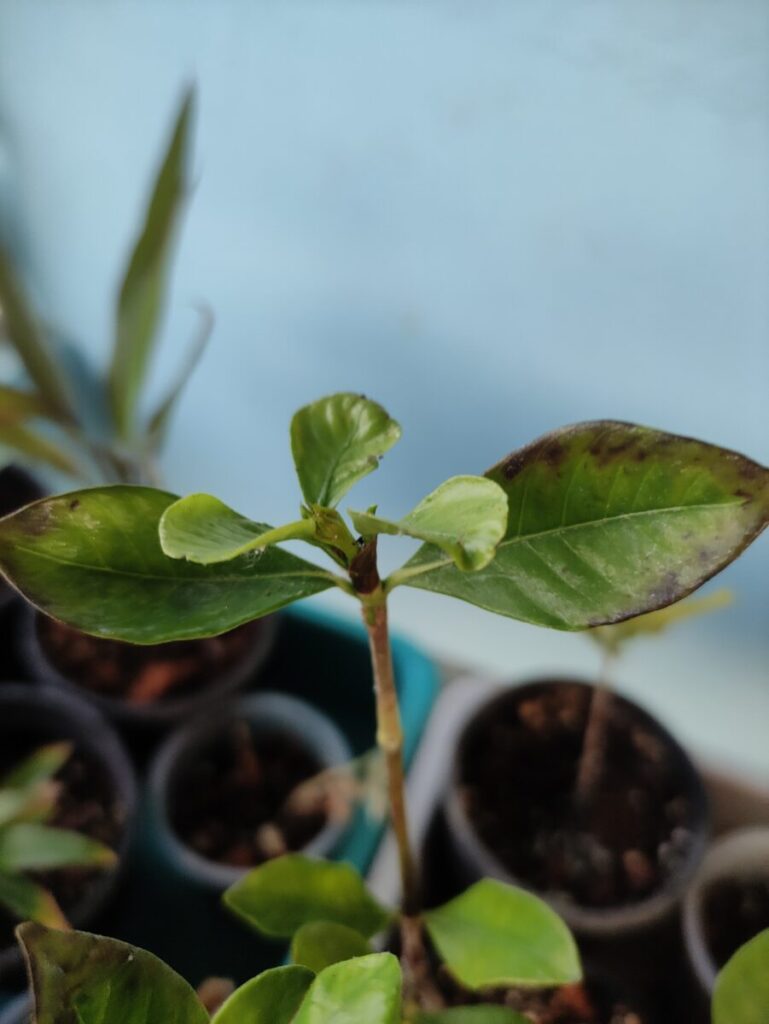 Beginner container gardening setup showing a flowering plant growing in a small pot on a terrace, highlighting real-world pot size, soil, and space conditions.