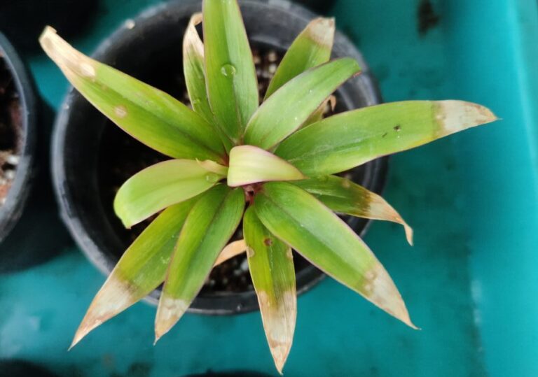 A real container-grown foliage plant showing leaf stress and discoloration, highlighting common beginner container gardening mistakes related to watering, soil, and light.