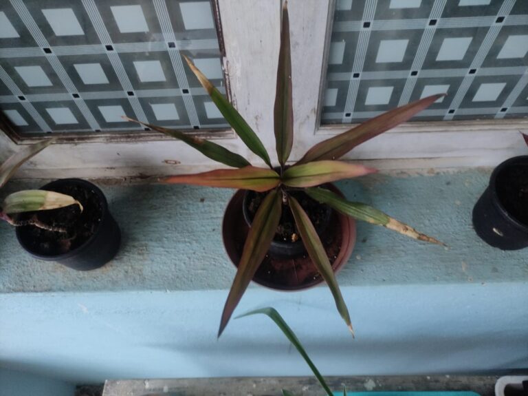 Container plants growing in window sill in pots showing how container gardening works effectively in limited balcony or small-space conditions.
