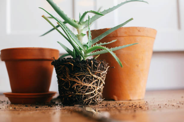 Root-bound plant removed from a pot, showing compacted roots that dry faster and experience water stress in containers