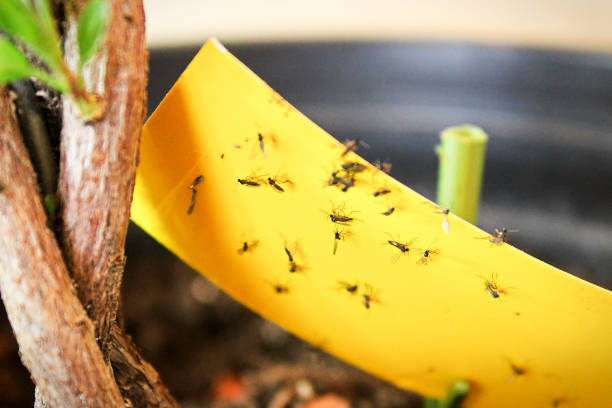 Sticky yellow trap catching flying pests in a potted plant, showing why container plants keep getting recurring pest problems