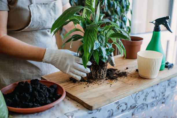 Handling plant roots during repotting in a container, showing common beginner mistakes that increase repotting stress in potted plants
