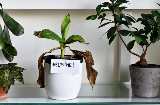 A stressed potted plant with dried leaves and a “help me” note, showing common beginner mistakes caused by inconsistent or improper plant care routines.