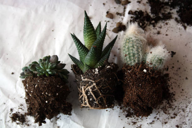 Exposed root systems of small potted plants showing soil structure and air gaps, explaining why roots need air, space, and balanced moisture in containers