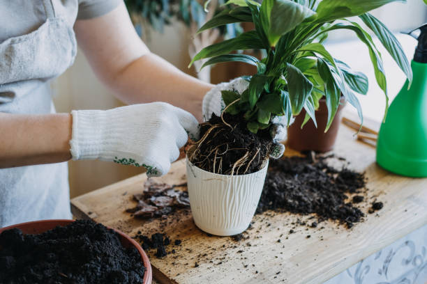 Repotting a houseplant in a small container, showing limited root space and root disturbance that increase repotting stress in pots