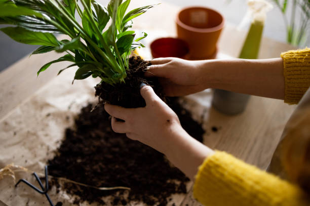 Hands holding a plant root ball during repotting, showing root disturbance and soil change that cause repotting stress in container plants