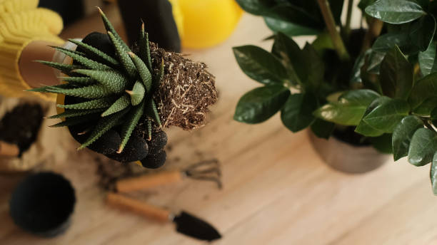 Potted plant lifted from soil showing compacted roots, illustrating hidden root stress that causes visible problems above the soil in container plants
