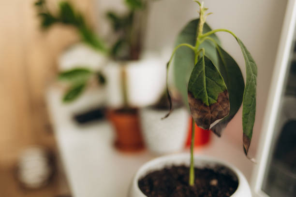 Stressed potted plant showing how fertilizer effectiveness in container gardening depends on watering, soil mix, pot size, and overall plant care balance.