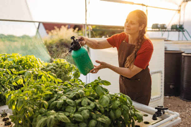 A gardener gently misting leafy container plants, showing consistent daily plant care that supports long-term plant health over occasional heavy effort.