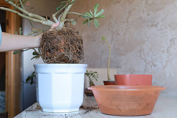 Root-bound container plant being lifted for repotting, showing how understanding root growth guides pot choice and plant care decisions