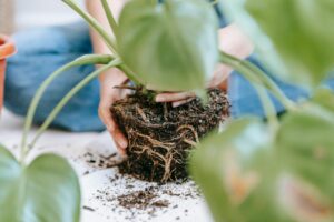 Root-bound container plant showing compacted roots and soil during repotting, highlighting hidden root growth issues in potted plants
