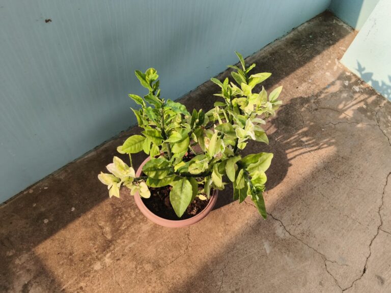 Potted plant placed in strong afternoon sunlight on a balcony, showing how observing light at the wrong time of day can mislead container gardening decisions
