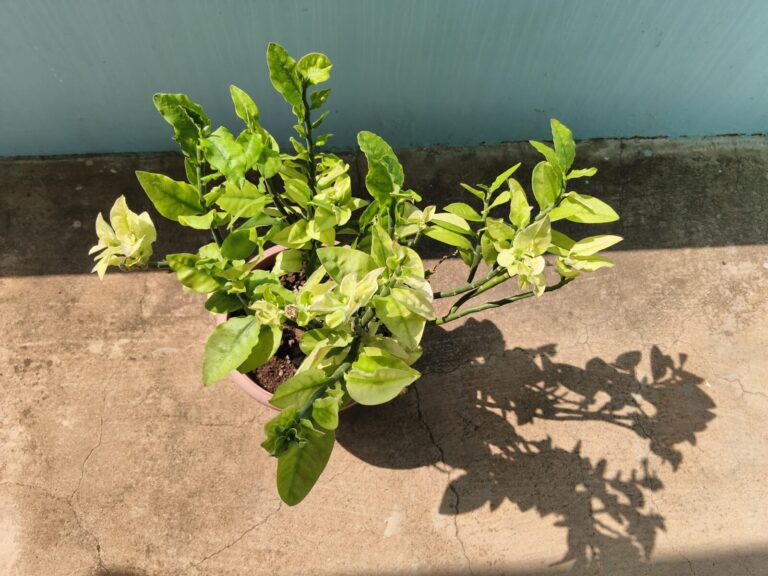 Potted plant on a balcony floor showing strong direct sunlight and shadow pattern, demonstrating how to observe morning, noon, and afternoon light without tools