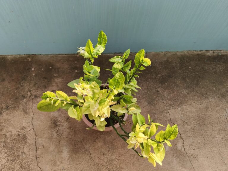 Potted balcony plant exposed to strong direct sunlight with visible shadow contrast, illustrating how light patterns affect container plant growth and stress