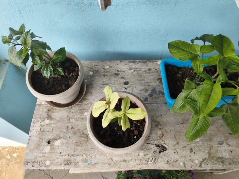 Potted plants arranged on a wooden balcony shelf showing uneven light exposure and airflow challenges that can cause stress in stacked container gardening setups.