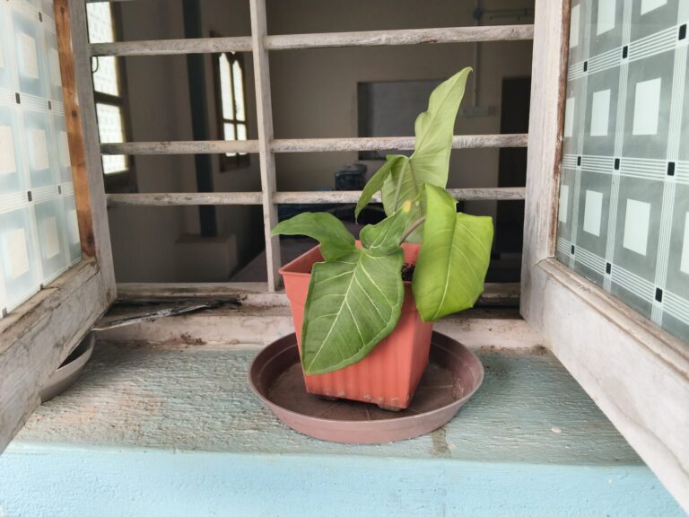 Potted plant placed on a window grill ledge showing vertical gardening setup with light exposure and airflow considerations in small balcony container gardening.