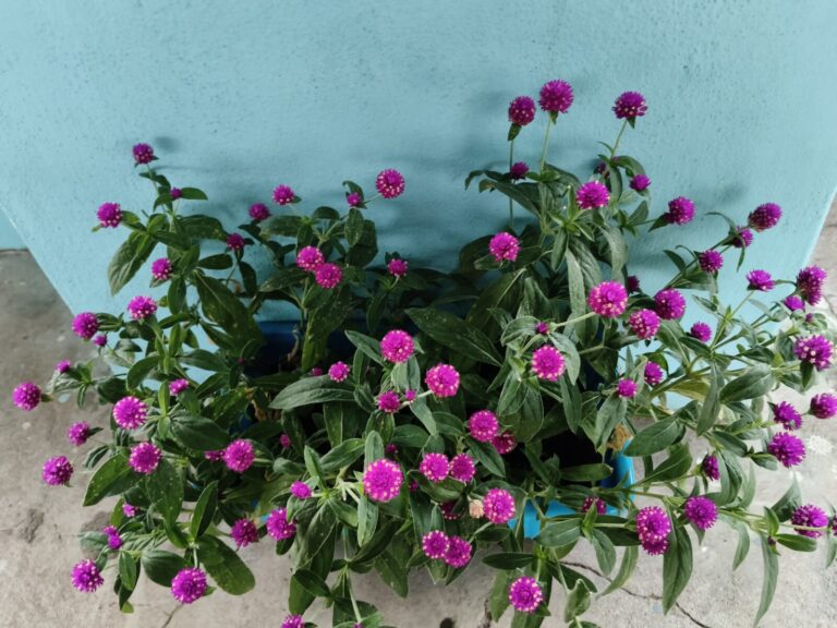 Crowded flowering potted plants with dense foliage showing how poor airflow creates conditions for pests and fungal problems in container gardening