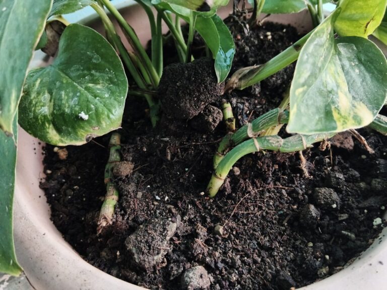 Densely packed container plants near a wall where limited air circulation increases pest and fungal risk