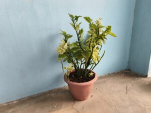 Potted container plant placed in a balcony corner showing uneven sunlight exposure, used to observe whether the space gets enough sunlight for container gardening