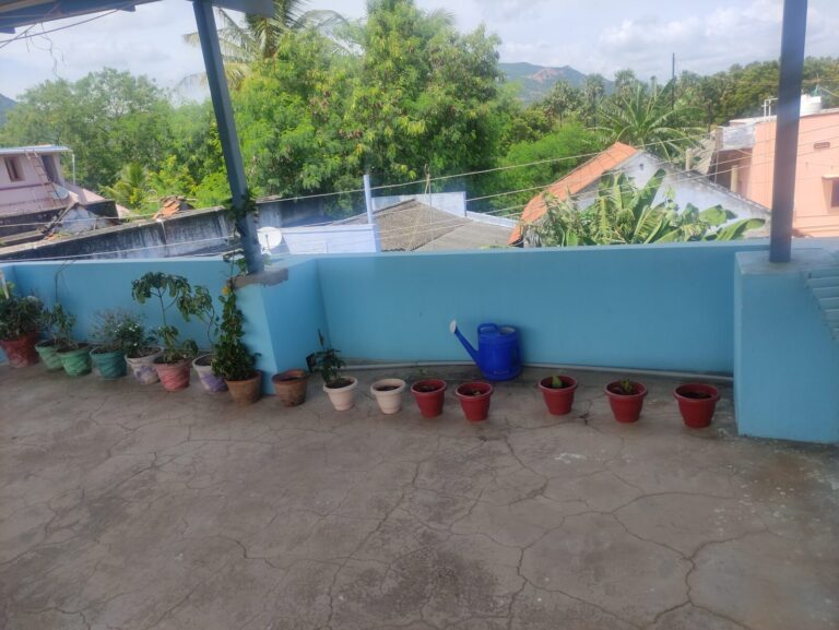 errace container plants arranged along a wall with limited spacing, showing how crowding in containers slowly causes airflow, heat, and growth stress over time.
