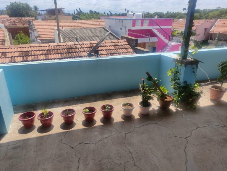 Terrace potted plants placed along a wall with limited airflow, showing why poor air circulation affects container plants more than garden bed plants.