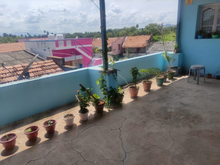 Terrace potted plants exposed to reflected heat and limited spacing, showing how heat builds up in tight container spaces and stresses plants.