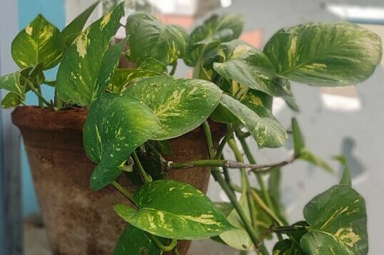 Healthy pothos plant in a terracotta pot placed in a stable balcony corner, showing how simple placement and manageable plant count create a calm, low-maintenance container gardening setup.