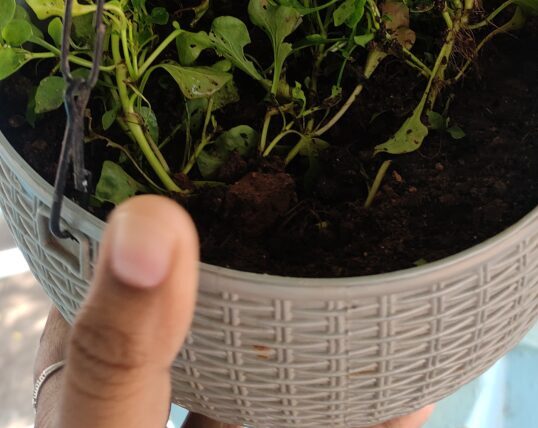 Hanging balcony planter with crowded seedlings showing early yellowing and weak stems, highlighting how skipping regular plant inspection in container gardening can delay detection of stress, pests, or watering issues.