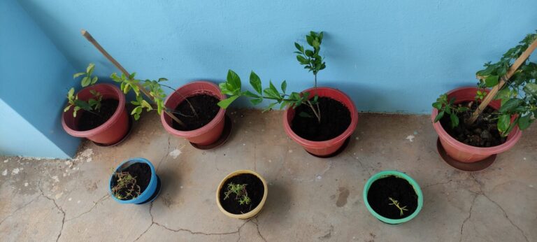 Well-spaced balcony container garden with larger pots placed along the wall and smaller pots arranged with walking space in front, demonstrating an easy-care layout that improves access, airflow, and watering efficiency in small space gardening.
